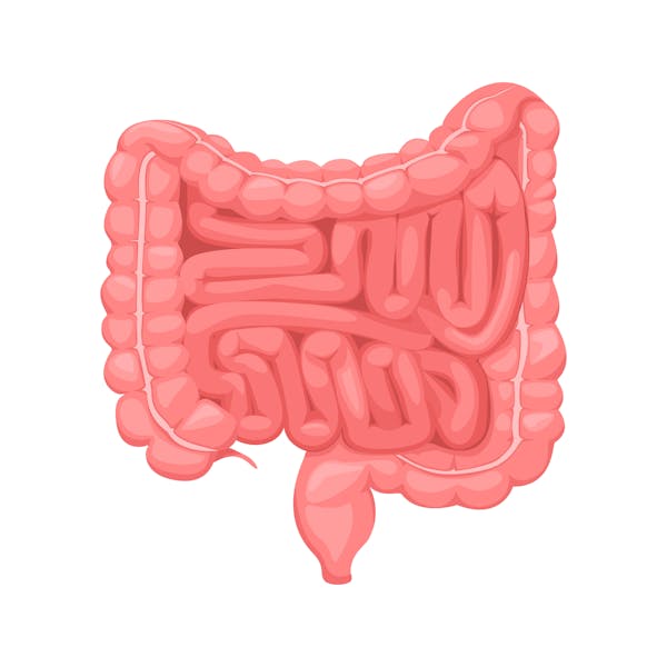 Pink picture of the intestines.