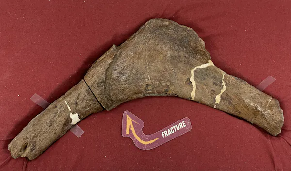 Um fóssil de Scotty, o T. rex, mostrando um osso fraturado. (J. Mitchell), CC BY