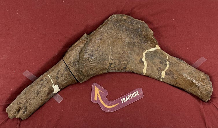 un hueso fósil en forma de boomerang con una fractura marcada