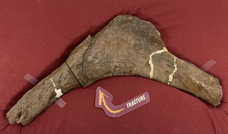 a boomerang shaped fossil bone with the fracture labelled