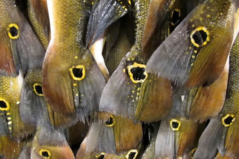 Foto mostra uma série de rabos de peixes