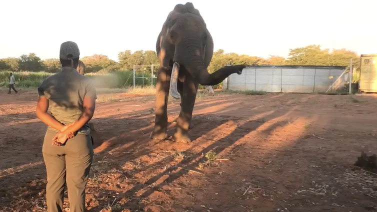 Person looking at an elephant