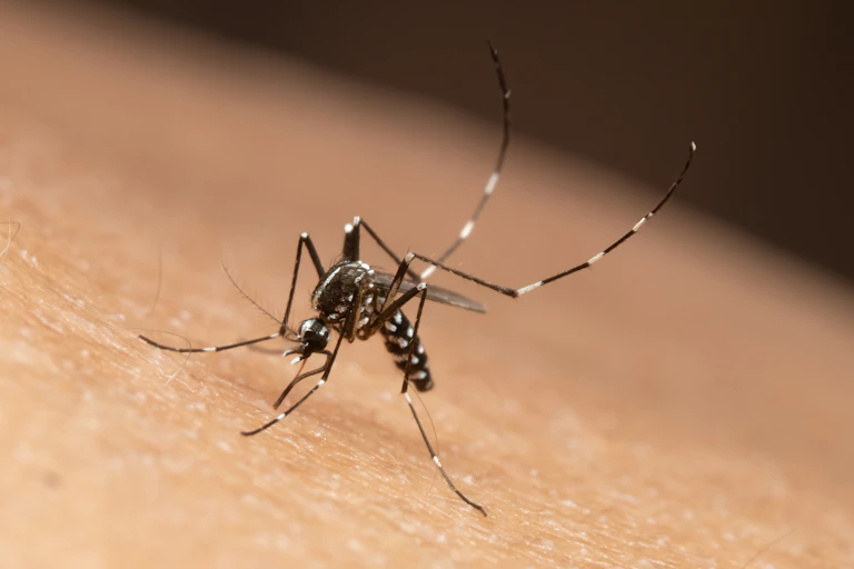 Un mosquito picando