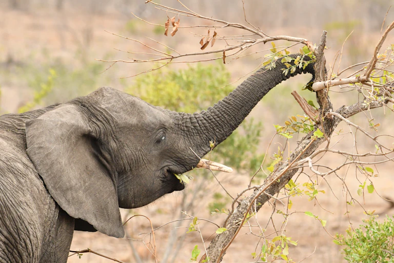 Elephant grasping a tree branch with its trunk