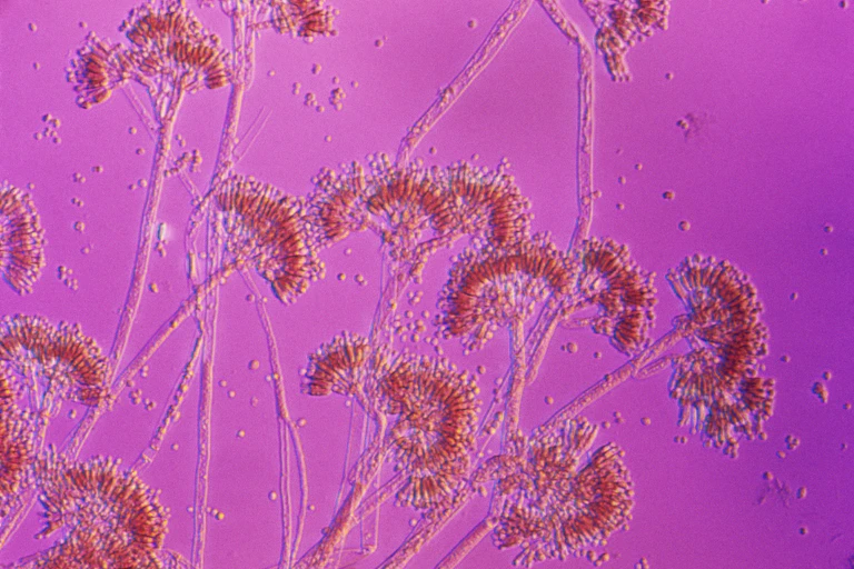 The Penicillium mold which produces the penicillin antibiotic