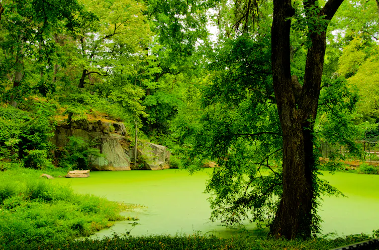 pond in forest covered in algae