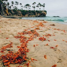 crabs seen washed up on a beach