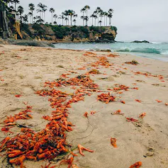 crabs seen washed up on a beach