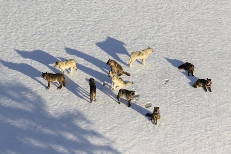 A group of wolves on a snowy landscape.