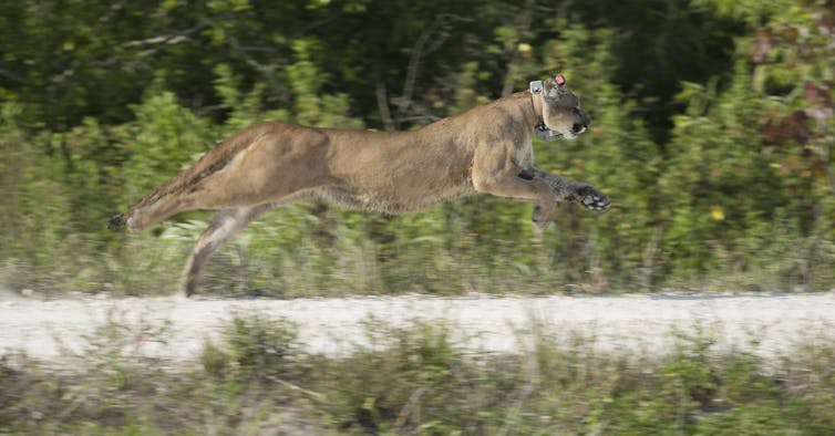 A large tawny cat springs across an area of gravel and grass.