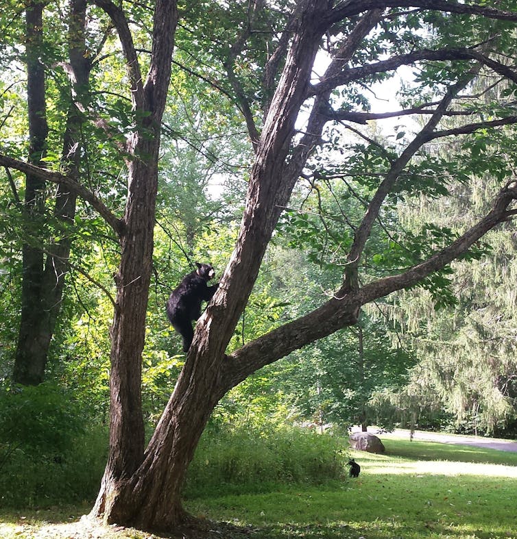 A bear climbs a tree.
