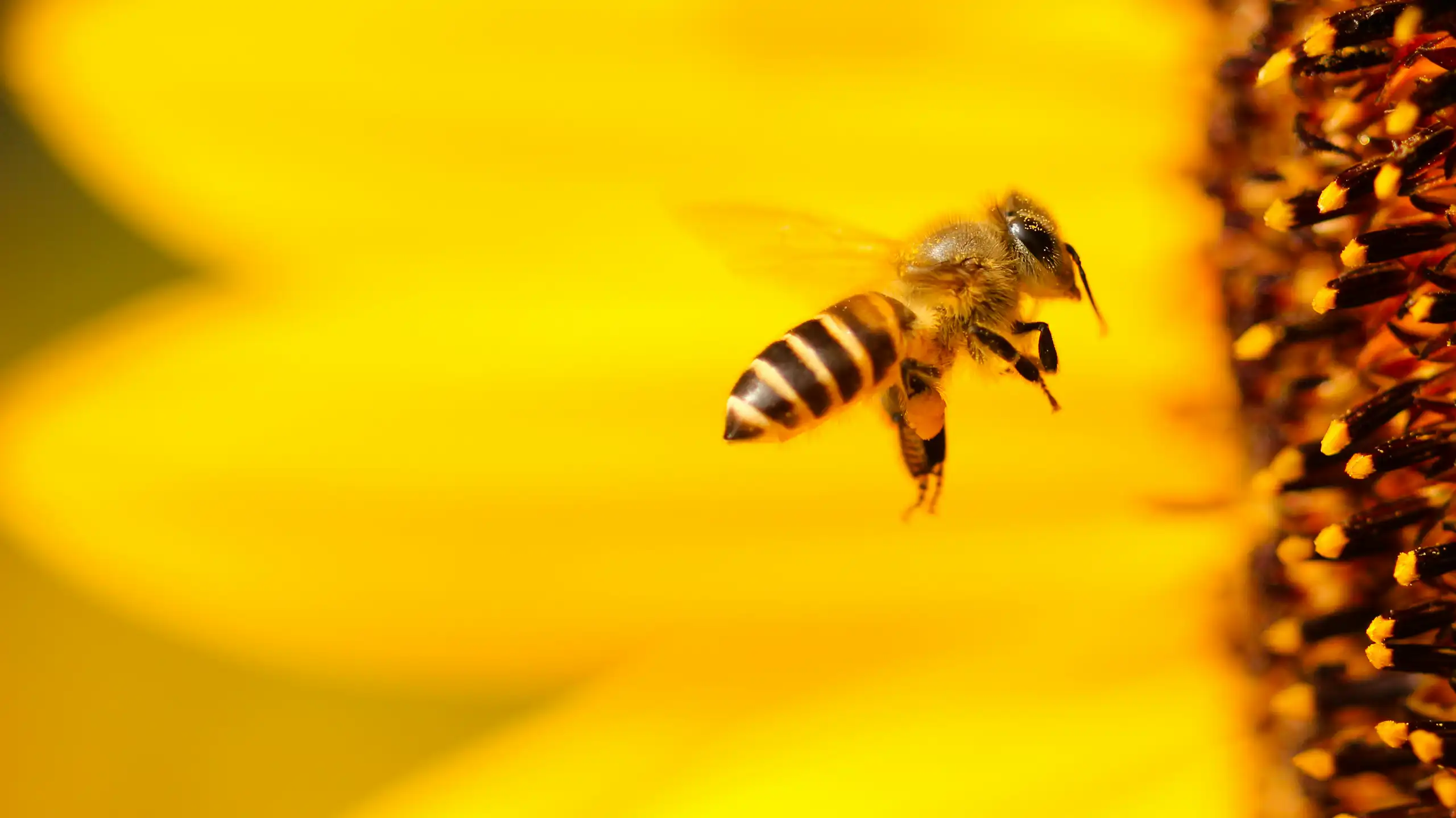A bee