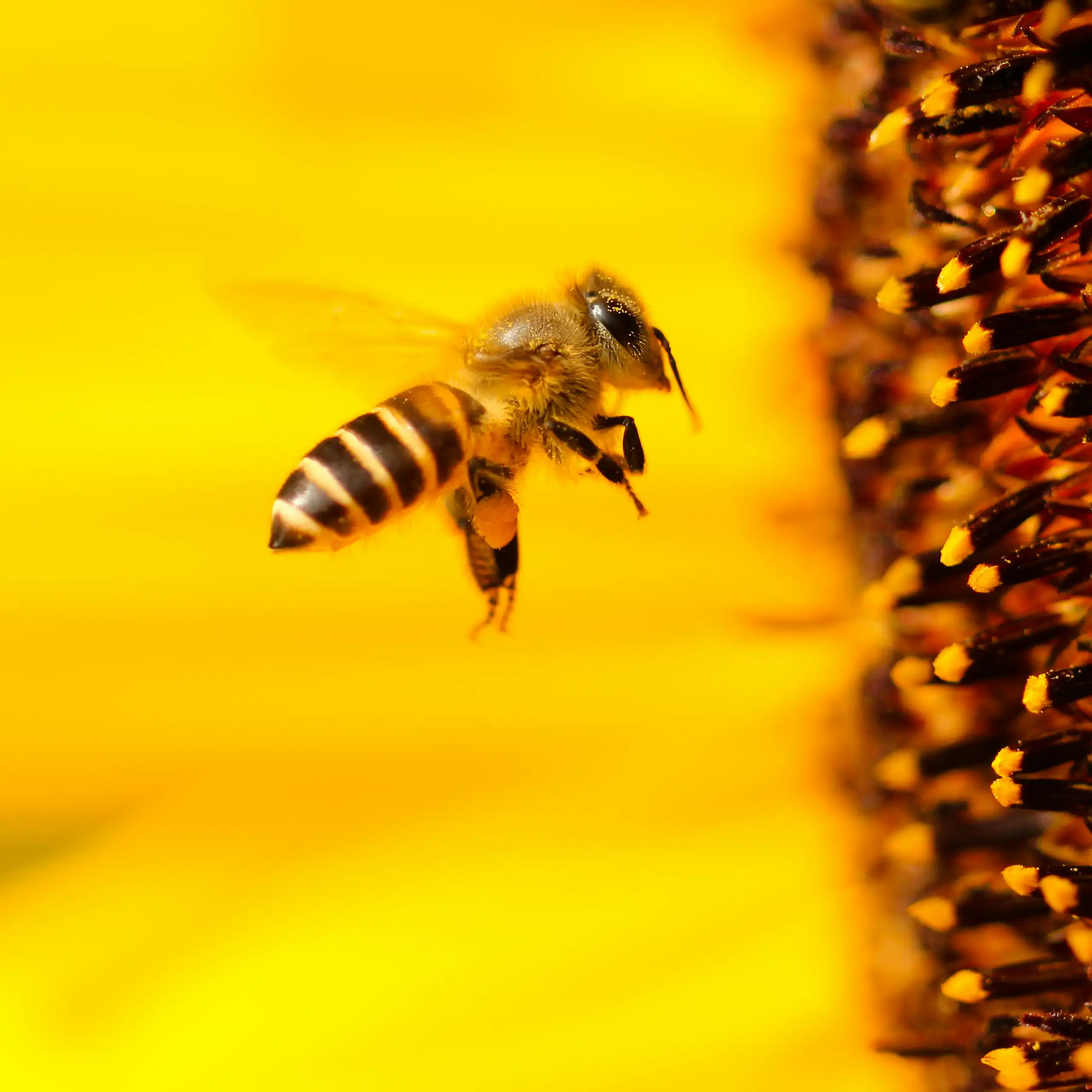 A bee