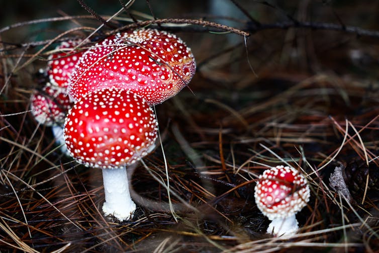 A few bright red mushroom caps with white stalks grow from the ground.