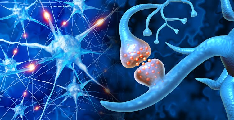 Graphic illustration showing an array of brain cells and nerve endings on the left, with an up-close view of the junction where two nerves communicate.
