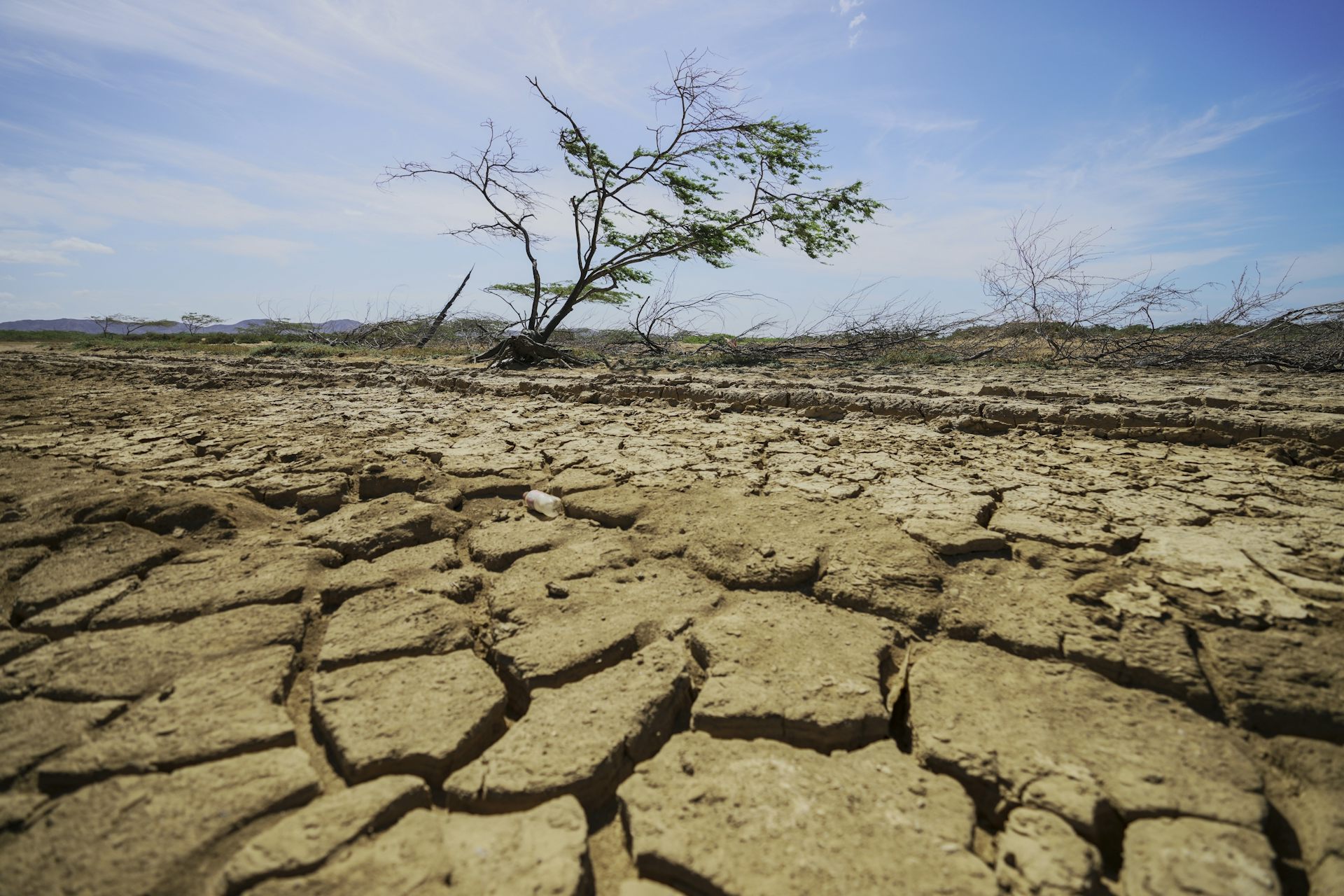 A small tree grows out of cracked, dry ground