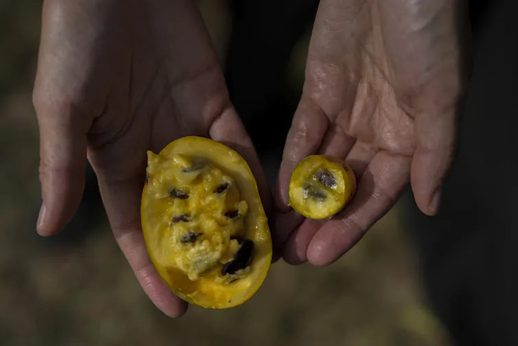 Close up of a person holding a large bi-sected pawpaw next to a much smaller one