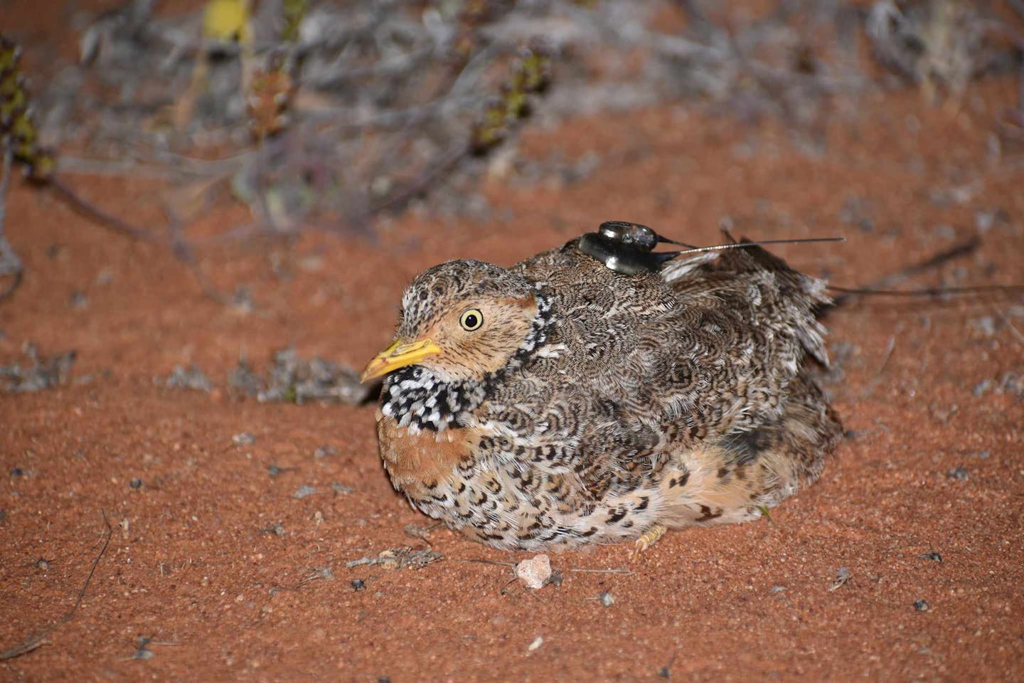 A female plains-wanderer wearing a GPS backpack crouching on the red earth