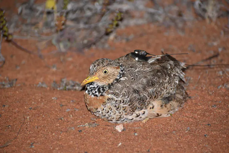 A female plains-wanderer wearing a GPS backpack crouching on the red earth