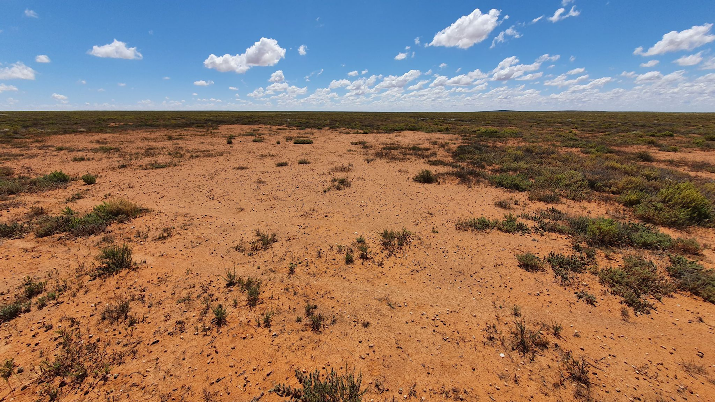 The arid landscape in South Australia where plains-wanderers were found has large patches of bare ground.