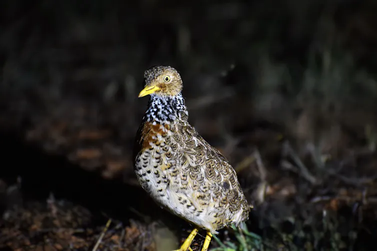 A female plains-wanderer at night.