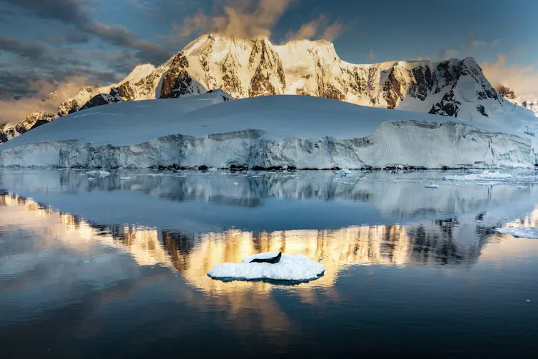 A seal on an ice floe in Antarctica