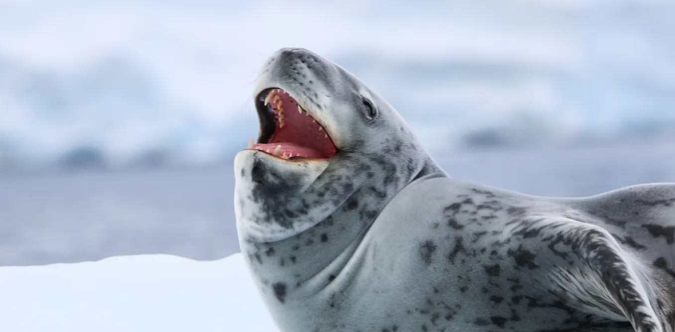 Rockabye baby: the ‘love songs’ of lonely leopard seals resemble human nursery rhymes thumbnail