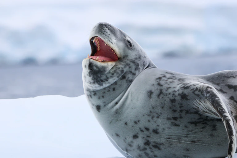 An open-mouthed leopard seal pin ice