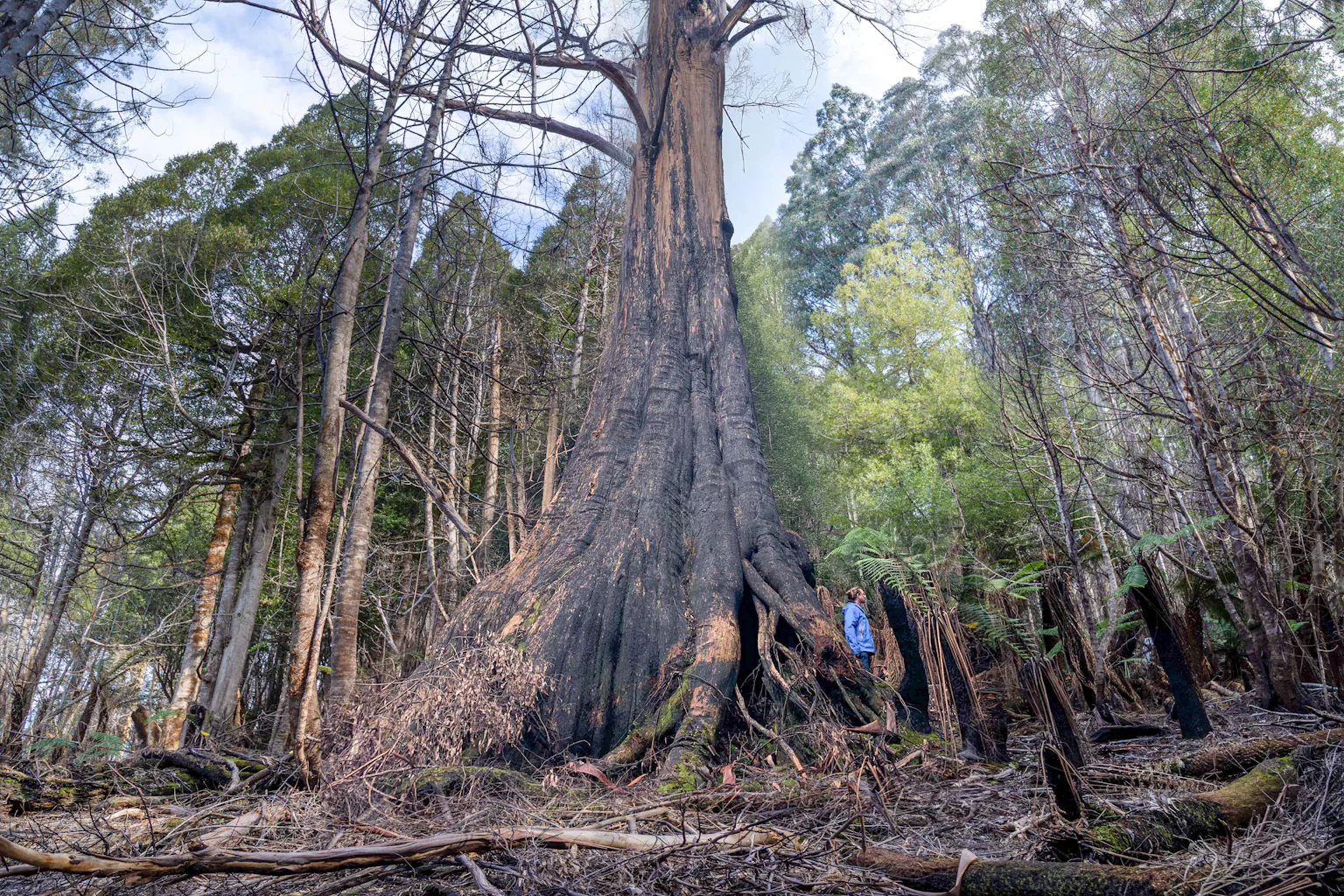Huan Tree 5 ingenious things trees do that human designers can learn from