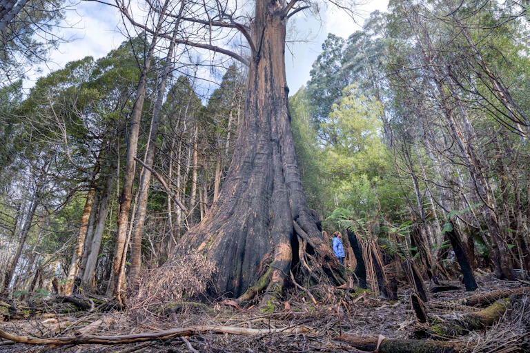 A person standing next to giant dead tree in Tasmania is dwarfed by the giant stretching it's branches to the sky