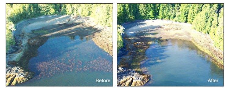 two images of the same beach area, one with kelp in the water, one without