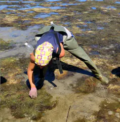Mariscadora recogiendo moluscos en la ría de Arousa