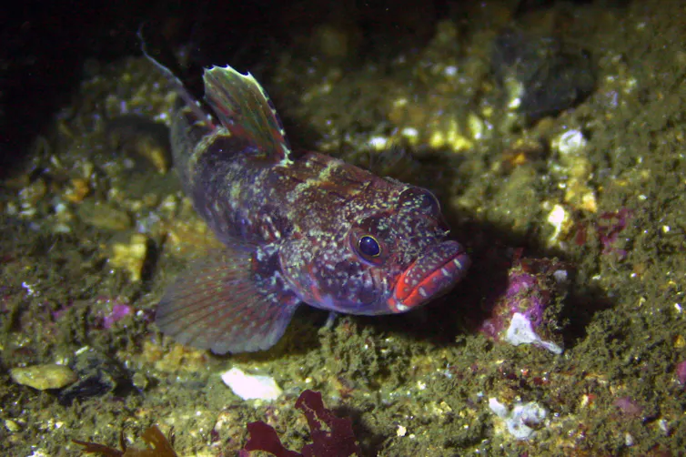 Pez con la boca roja y cuerpo de tonos violetas en el fondo sobre las rocas