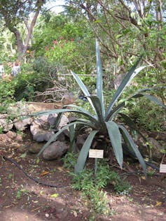 Un Agave americana au jardin d'Éden de Saint-Paul, sur l'île de La Réunion.