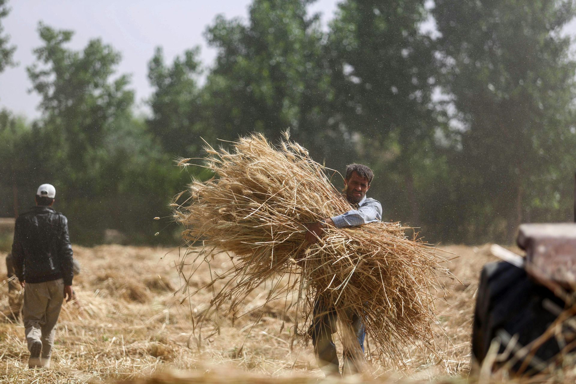 A Syrian farmer carries wheat during wheat harvesting.