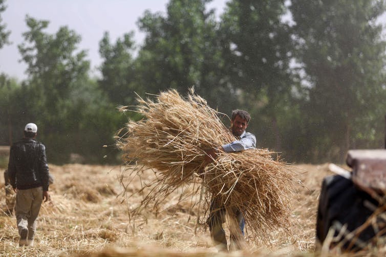 Can Syria rebuild its economic system from the ashes of warfare? 1 A Syrian farmer carries wheat during wheat harvesting.