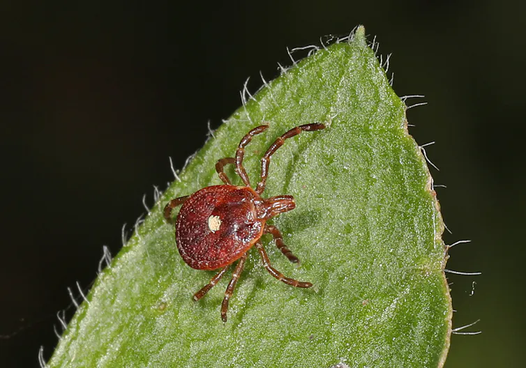 A reddish-brown tick with a large yellow spot on its back sits on a leaf.