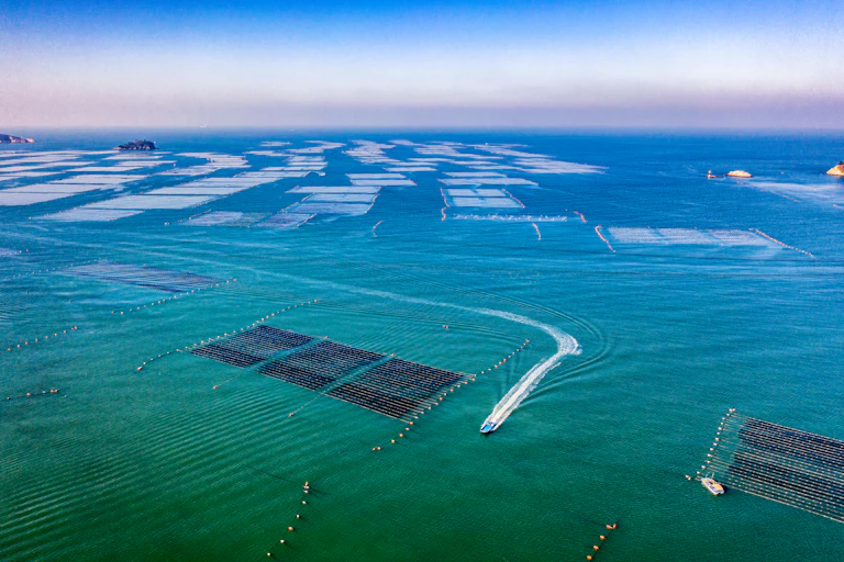 Aerial view of a seaweed farm on the sea near Saemangeum, Gunsan-si, Korea.