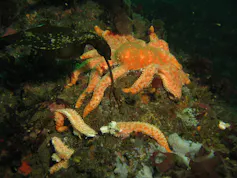 the body of a large starfish on a rock underwater with some of its arms detached.