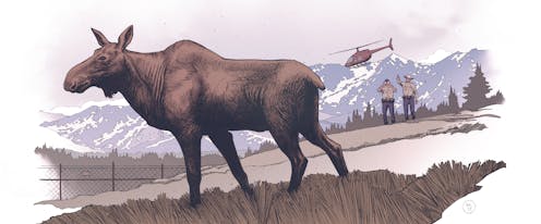 Moose have lived in Colorado for centuries – unpacking the evidence from history, archaeology and oral traditions
