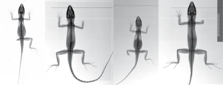 4 side by side X-ray images in black and white of small lizards each missing a limb