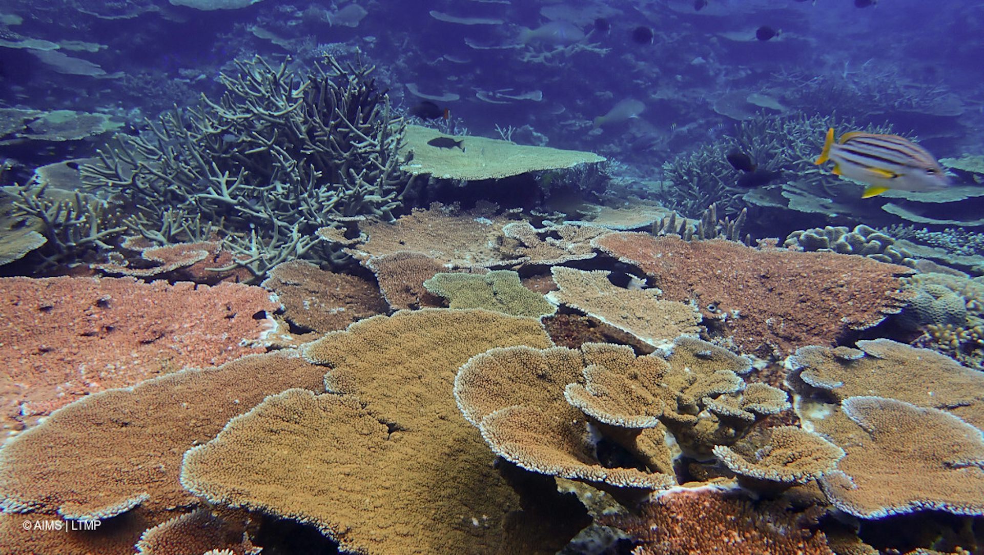 World's biggest coral survey confirms sharp decline in Great Barrier Reef  after heatwave, image size:1500x846
