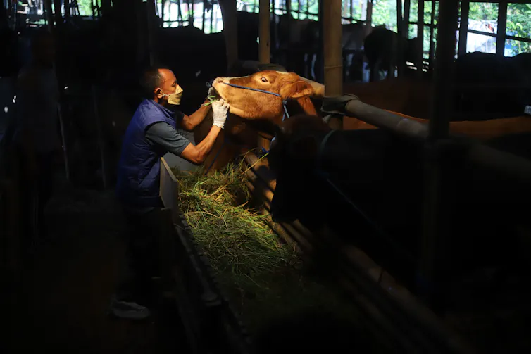 man looking in cow's mouth for disease signs.