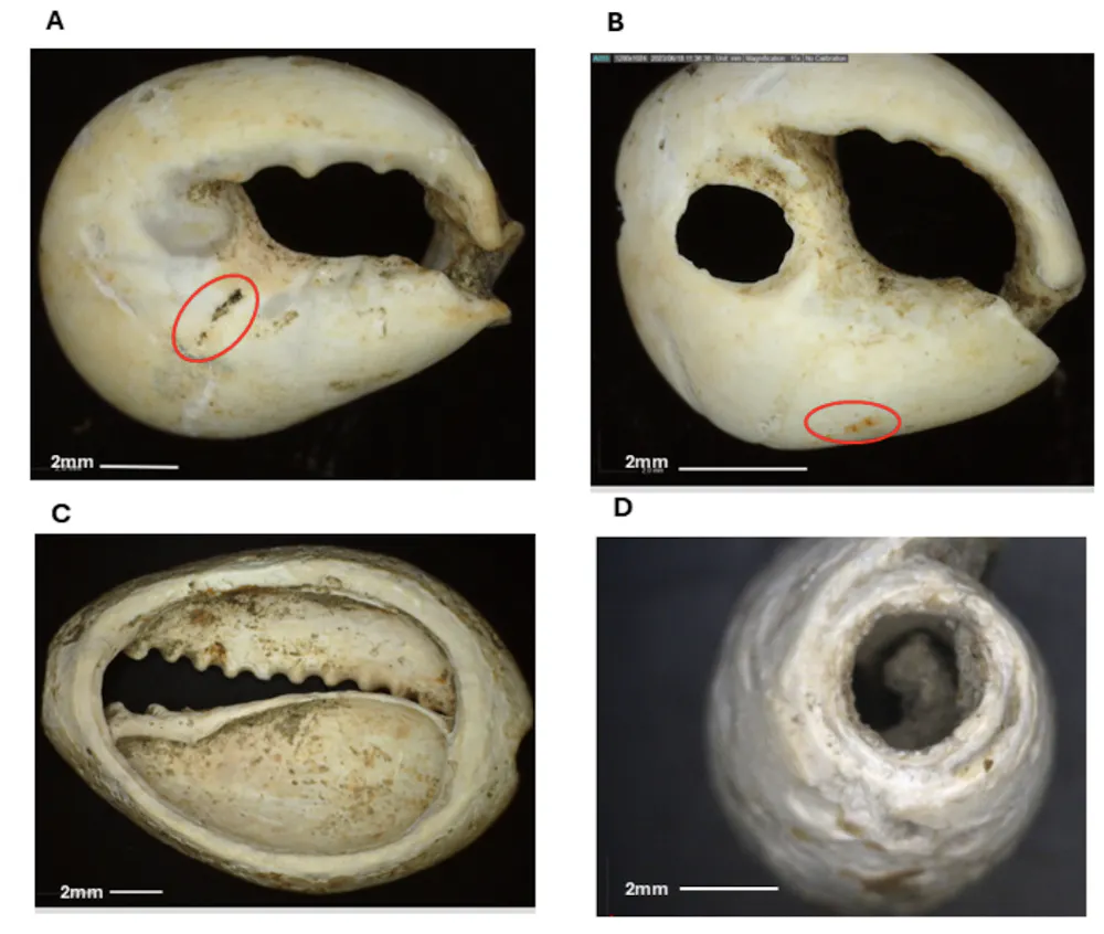 Ancient Shellos Ancient shells and pottery reveal the vast 3,200-years-old trade routes ...