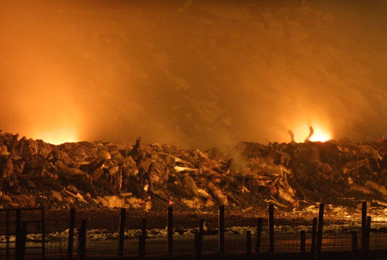 burning carcasses sheep and cattle after disease.