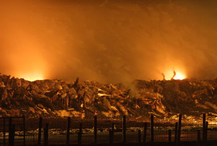 burning carcasses sheep and cattle after disease.