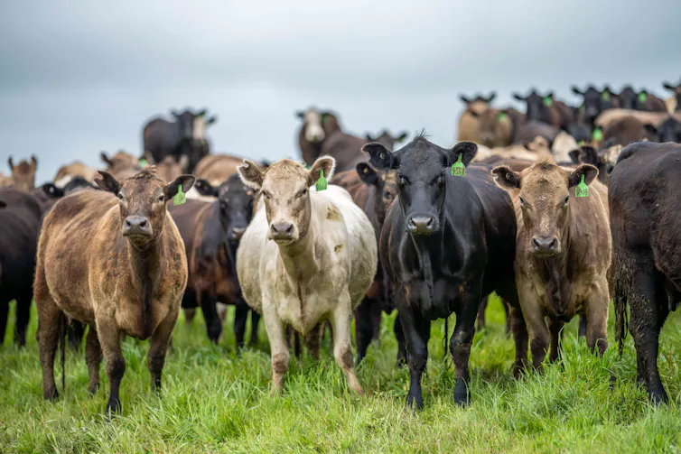 cows in australia.