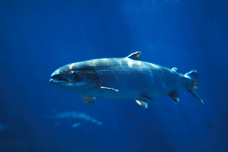Atlantic salmon swimming in blue water.