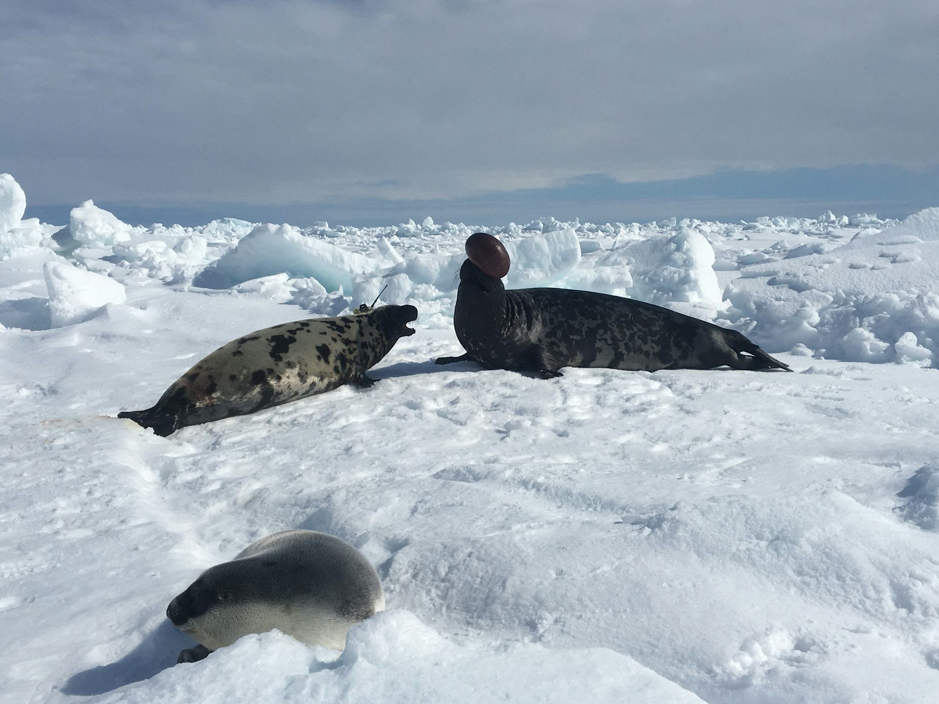 Deux phoques à capuchon sur la banquise