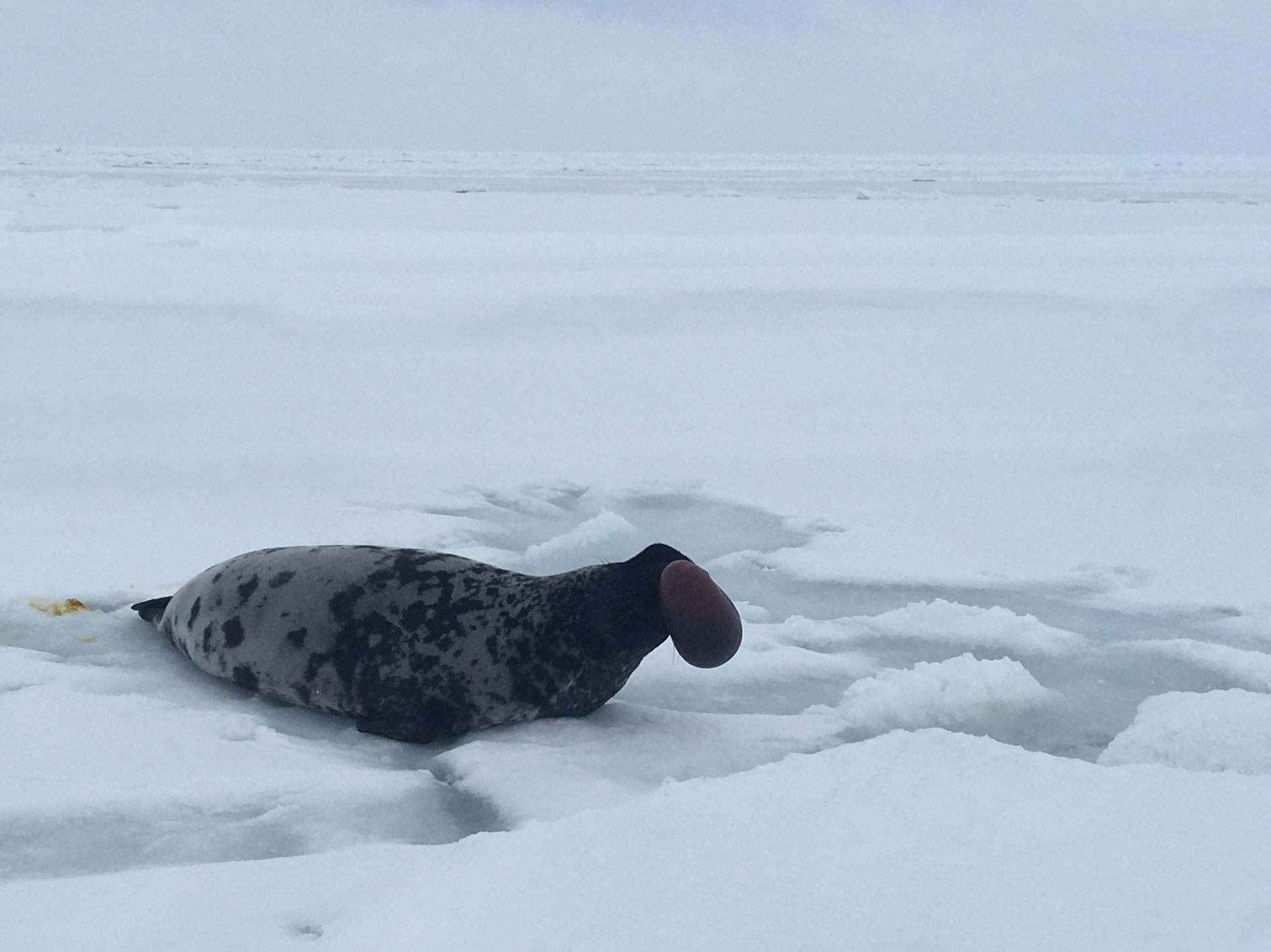 Un phoque à capuchon mâle sur la banquise canadienne